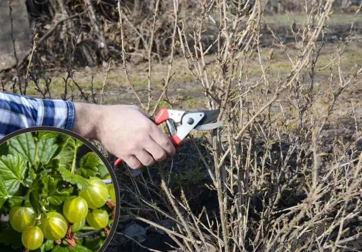 Przycinanie agrestu na pniu. W okręgu zielone agresty, obok dłoń z sekatorami przy krzewie.