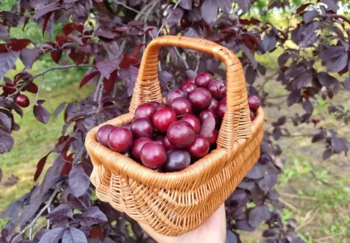 Koszyk pełen dojrzałych, ciemnoczerwonych śliwowisien, zebranych prosto z drzewa o purpurowych liściach.