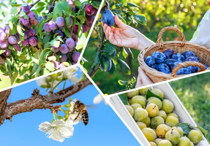 Plum trees laden with fruit, a hand picking a ripe śliwka chińska, a basket full of them, and a bee pollinating blossoms.