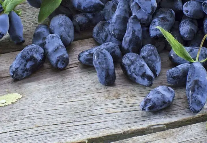 Jagoda kamczacka Aurora, ciemnoniebieskie owoce z gałązkami i liśćmi, leżą na drewnianym blacie.