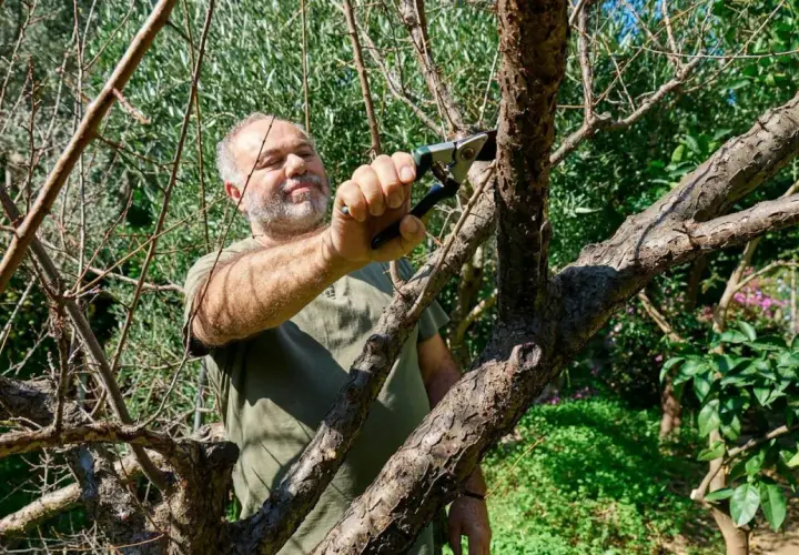 Mężczyzna przycina gałęzie starej śliwy.