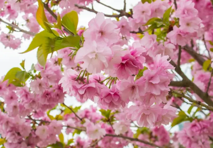 Kwiaty różowego **sakura drzewa** tworzą gęsty, kwitnący obłok.