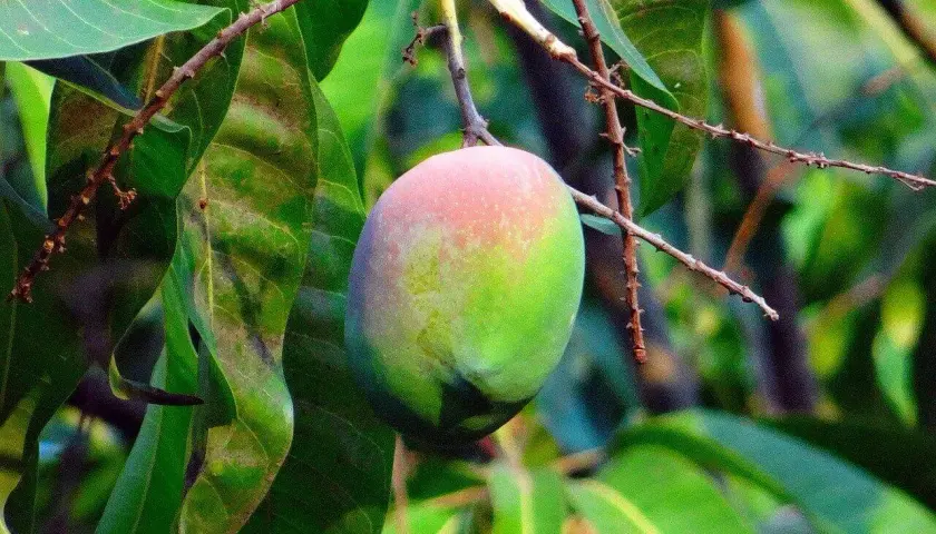 Dojrzałe mango, częściowo zielone, częściowo różowe, wisi na gałęzi. Tak właśnie gdzie rośnie mango, w tropikalnym słońcu.