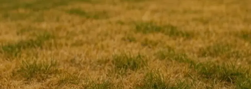 Do kiedy podlewać trawnik jesienią, aby uniknąć uszkodzeń przed zimą?