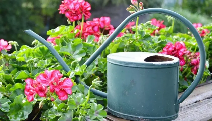 Zielona konewka wśród bujnych, kwitnących na różowo pelargonii pełnych.