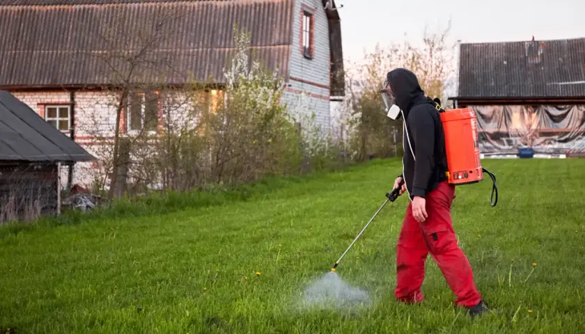 Mężczyzna w masce i czerwonych spodniach opryskuje trawnik, dbając o to, kiedy opryskiwać chwasty na trawniku, by uzyskać najlepsze efekty.