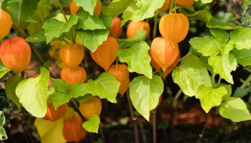 Pomarańczowe lampiony rodzynek brazylijski, gotowe do zbioru. Uprawa tej rośliny ozdobnej jest prosta.