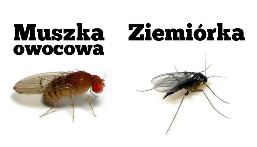 Muszka owocowa i ziemiórka na białym tle.