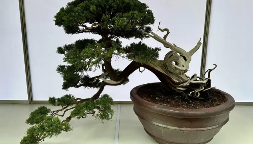 Piękne drzewko bonsai z tui, z wygiętym pniem i żywicznymi detalami. Inspiracja, jak zrobić drzewko bonsai z tui.