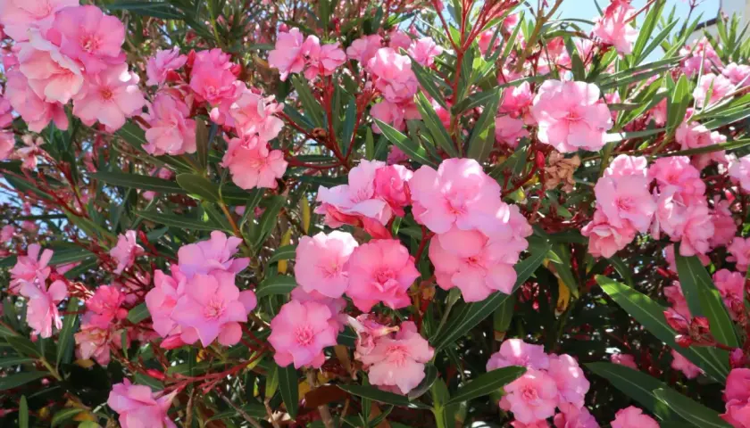 Kwitnący oleander w odcieniach różu. Warto pamiętać o jego **oleander zimowanie**, by cieszyć się nim w kolejnym sezonie.