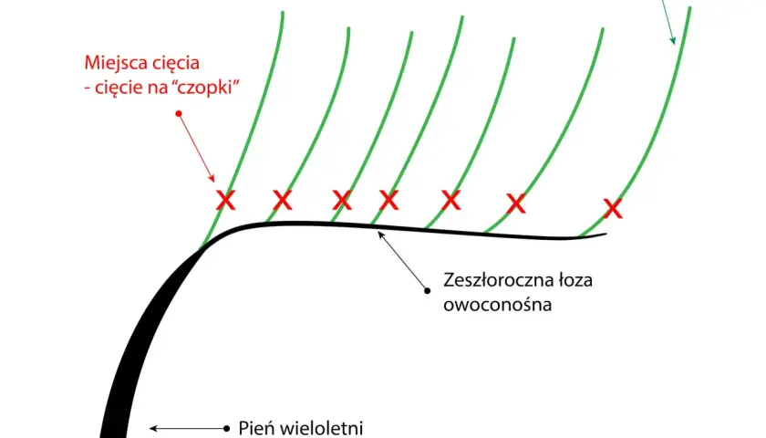 Schemat przycinania winogron: zaznaczone miejsca cięcia na "czopki" na zeszłorocznej łozie owoconośnej, z której wyrastają nowe latorośle.