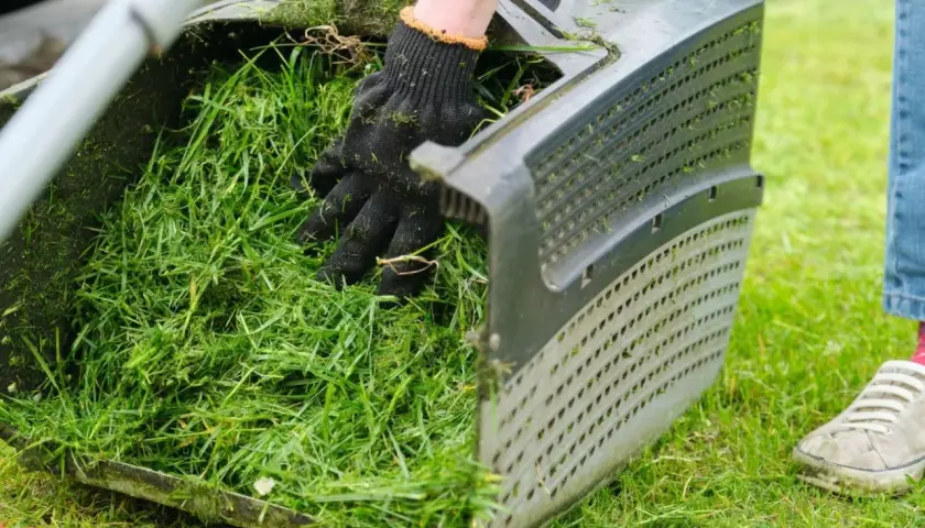Ręka w czarnej rękawicy sprawdza kosz z zieloną trawą, przygotowując ją do mulczowania trawy.