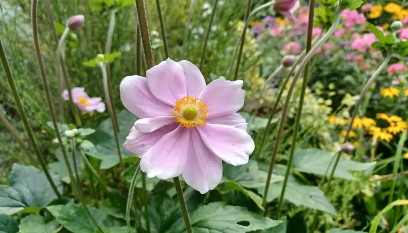 Delikatny, różowy **anemone** z żółtym środkiem na tle kwitnącego ogrodu.