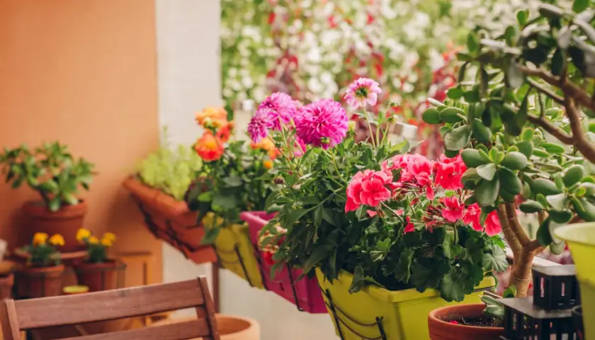 Kolorowe kwiaty na balkon zachodni: różowe dalie, czerwone pelargonie i pomarańczowe róże w donicach.