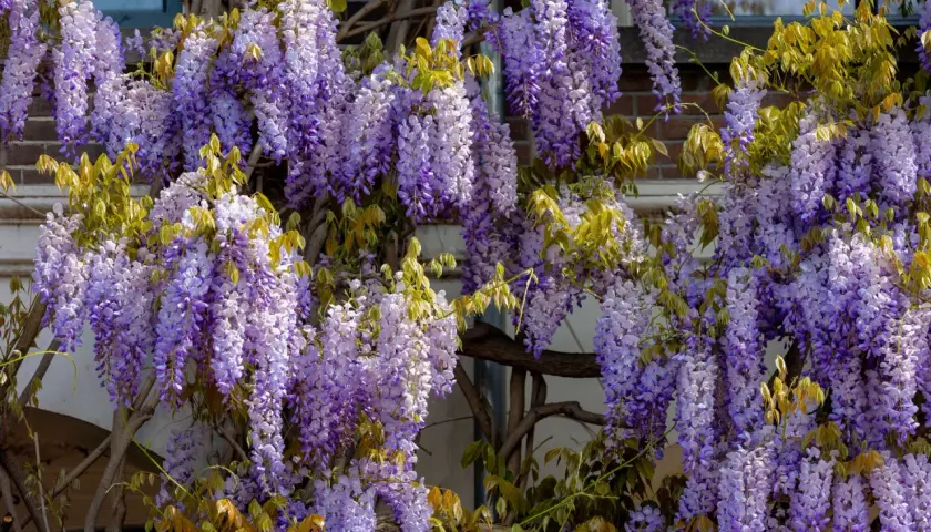 Kaskady fioletowych kwiatów wisterii zwisają na tle ceglanego muru. Warto wiedzieć, czy wisteria jest trująca, zanim pozwoli się jej rozrosnąć.
