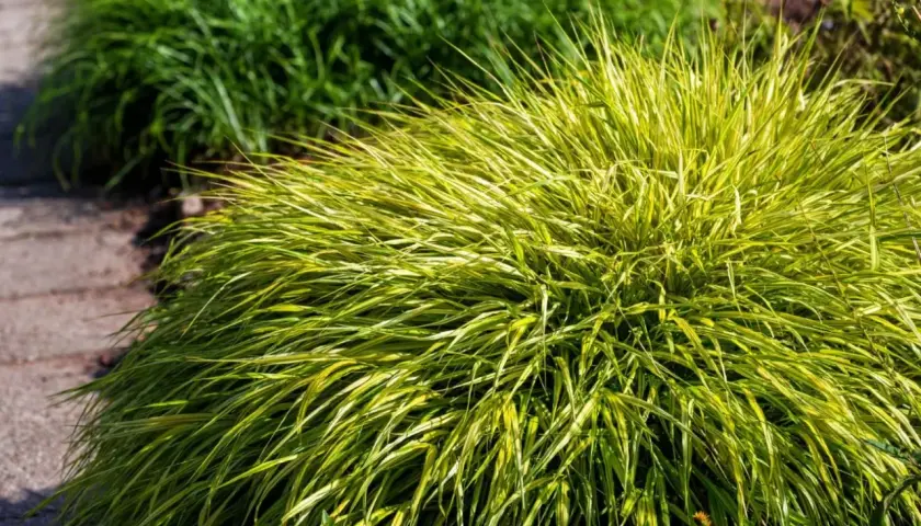 Kępa trawy hakonechloa odmiany 'Aureola' z żółto-zielonymi liśćmi, rosnąca przy ścieżce z kamieni.