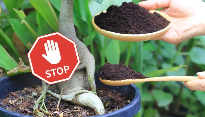 Stop! Nie dodawaj fusów z kawy do tej rośliny. Dwie łyżki fusów z kawy w rękach.