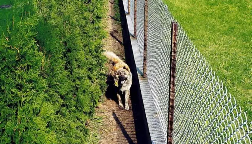 Pies przy żywopłocie z tui. Jak zabezpieczyć tuje przed sikaniem psa? Ogrodzenie i zielona trawa.