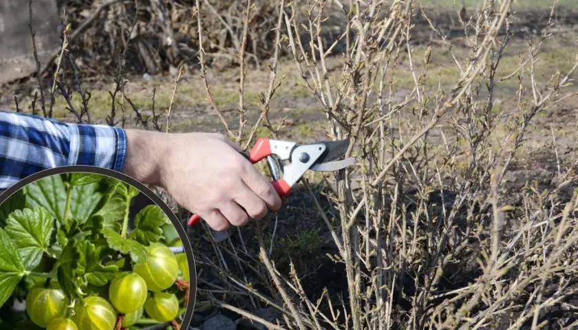 Przycinanie agrestu na pniu. W okręgu zielone agresty, obok dłoń z sekatorami przy krzewie.
