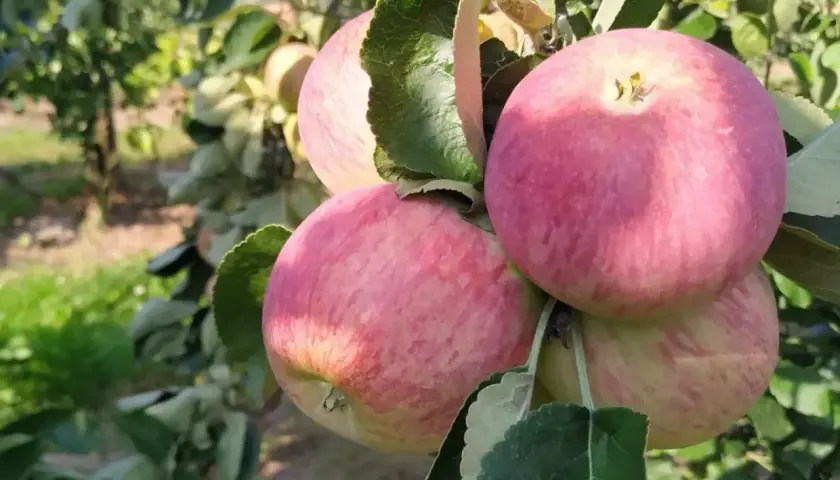 Rumiane jabłka odmiany Piros dojrzewają na gałęziach. Słońce podkreśla ich różowo-żółte rumieńce.