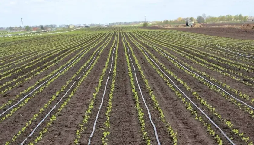 Rzędy młodych roślin na polu, z systemem nawadniania kropelkowego, który umożliwia precyzyjną fertygację.