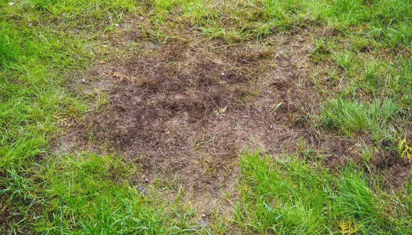 Na trawniku widoczne są suche, brązowe plamy i dziury, gdzie trawa obumarła.