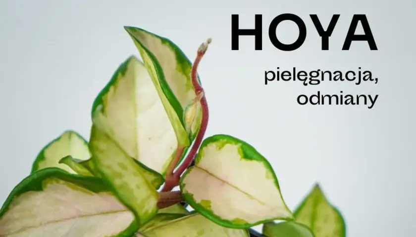 Piękny liść hoja, z kremowo-zielonymi brzegami, zapowiada kwitnienie.
