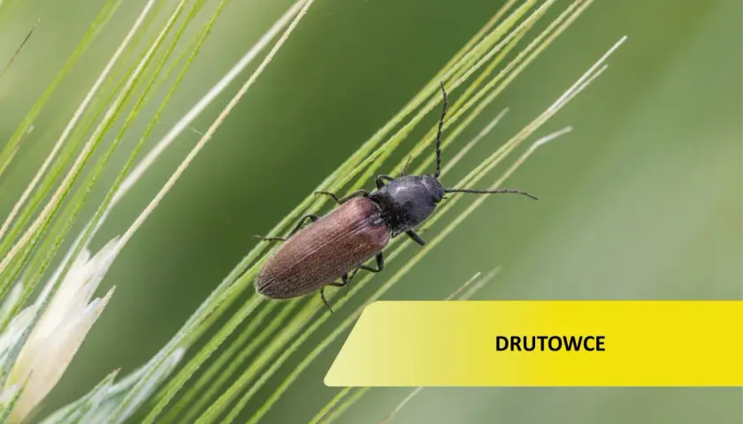 Brązowy owad, jeden z drutowców, siedzi na źdźble trawy.