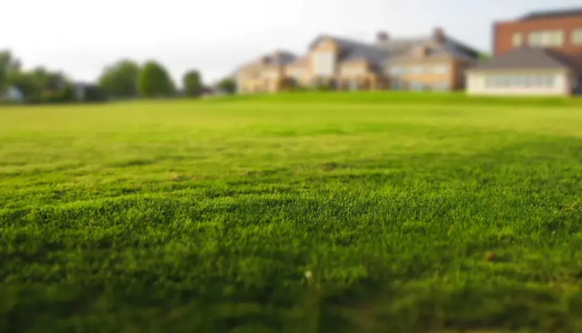 Zielona, gęsta trawa na tle rozmytych budynków i drzew.