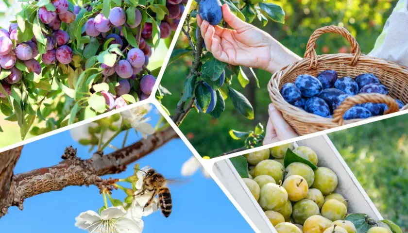 Plum trees laden with fruit, a hand picking a ripe śliwka chińska, a basket full of them, and a bee pollinating blossoms.