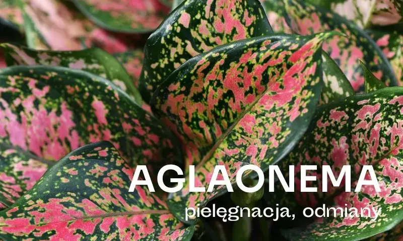 Czy aglaonema kwitnie w domu? Rzadkie kwiaty i ich pielęgnacja