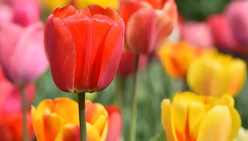Jak dbać o tulipany w ogrodzie, by cieszyć się pięknymi kwiatami każdej wiosny