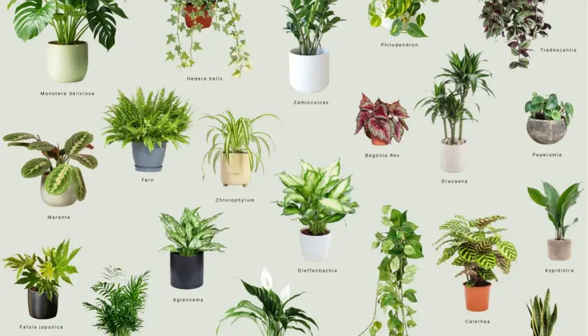 Kolekcja roślin doniczkowych cieniolubnych: Monstera, paproć, zamiokulkas, kalatea i inne, idealne do każdego wnętrza.
