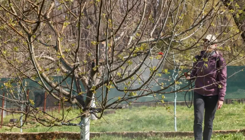 Osoba wykonuje opryski drzew owocowych, chroniąc je przed szkodnikami.