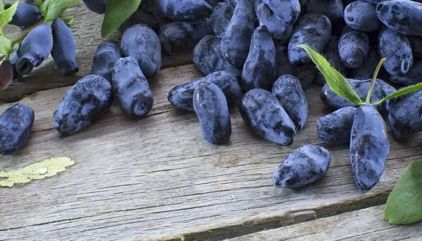 Jagoda kamczacka Aurora, ciemnoniebieskie owoce z gałązkami i liśćmi, leżą na drewnianym blacie.