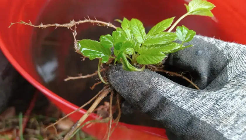 Ręka w rękawicy trzyma świeżo wykopany podagrycznik. Korzenie rośliny są zanurzone w wodzie w czerwonym wiadrze, przygotowywane do zrobienia gnojówki z podagrycznika.