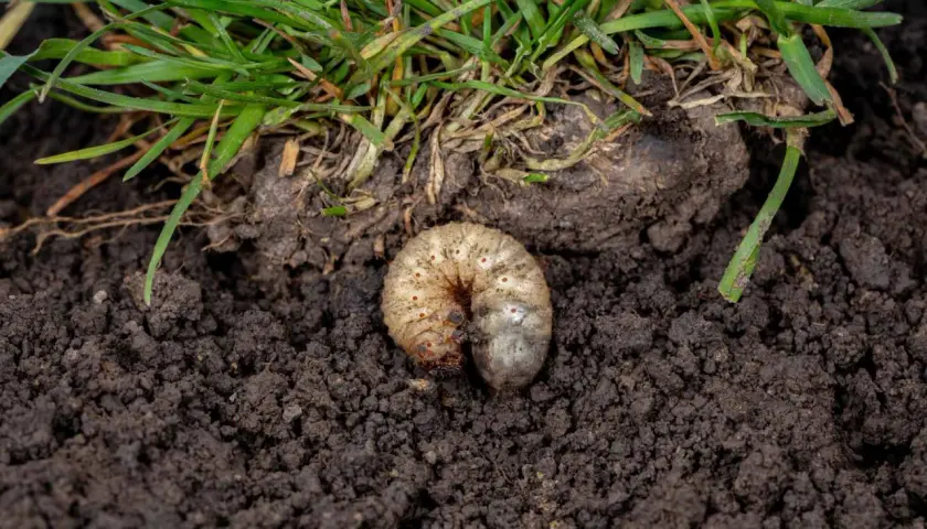Pędraki w trawniku niszczą korzenie. Biała, krępa larwa żeruje w ziemi pod zieloną trawą.