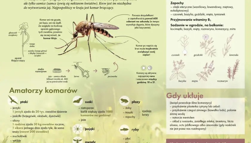 Komar z aparatem gębowym, schemat jego rozwoju i ilustracje roślin odstraszających owady.