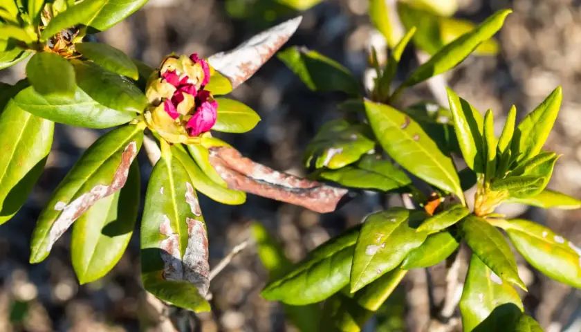 Rododendron z plamami na liściach i pąkiem kwiatowym.
