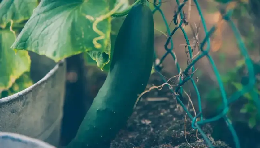 Dojrzewający ogórek wspina się po siatce, obok zielonych liści. Efektywna uprawa ogórków na siatce przynosi obfite plony.
