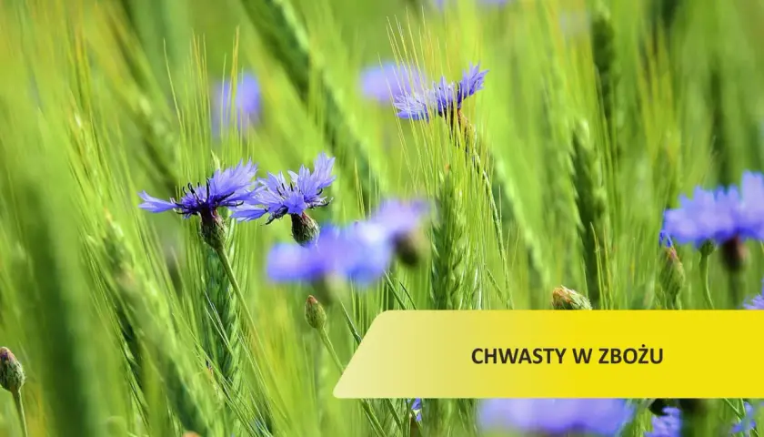 Chwast w zbożu: Jak skutecznie zwalczać i chronić plony?