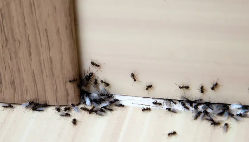 Rój mrówek zbliża się do krawędzi, jakby szukał mąki kukurydzianej na mrówki.