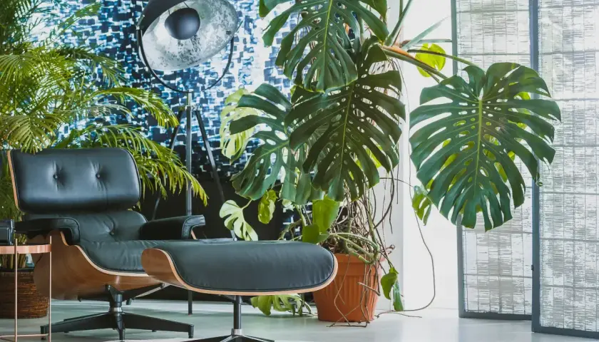 Duża, zielona monstera w pomarańczowej doniczce, idealna do nowoczesnego salonu. Obok fotel i lampa.