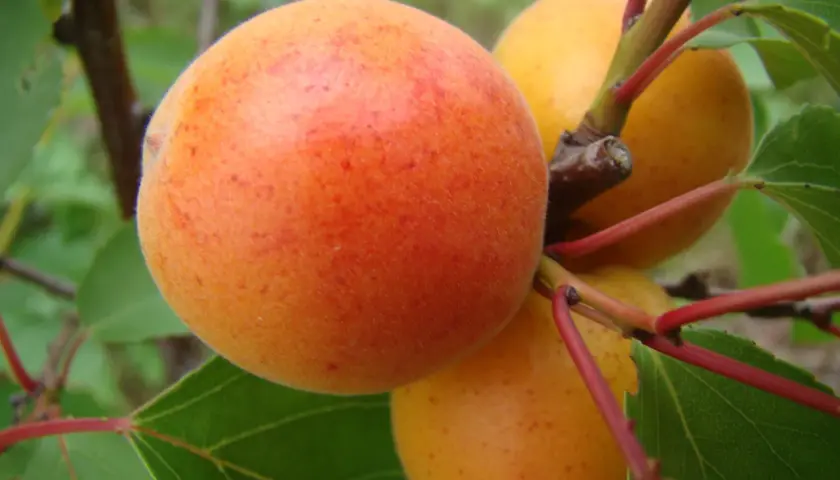 Dojrzałe morele Early Orange na gałęzi z zielonymi liśćmi.