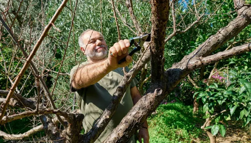 Mężczyzna przycina gałęzie starej śliwy.