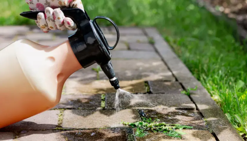 Rękawiczka w kwiatki trzyma opryskiwacz, którym aplikuje sól na chwasty w kostce brukowej.