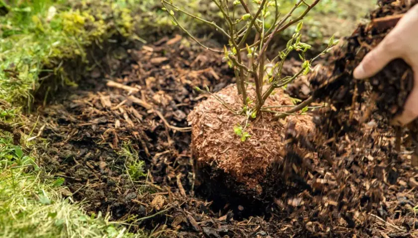 Sadzenie borówki amerykańskiej: ręka obsypuje bryłę korzeniową młodego krzewu korą.