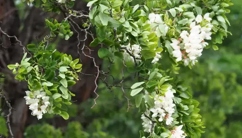 Gałęzie robinia biała obsypane białymi kwiatami i zielonymi liśćmi.