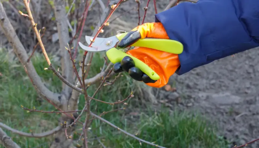 Ręka w pomarańczowej rękawicy wykonuje cięcie brzoskwini, przycinając gałązkę z pąkami.