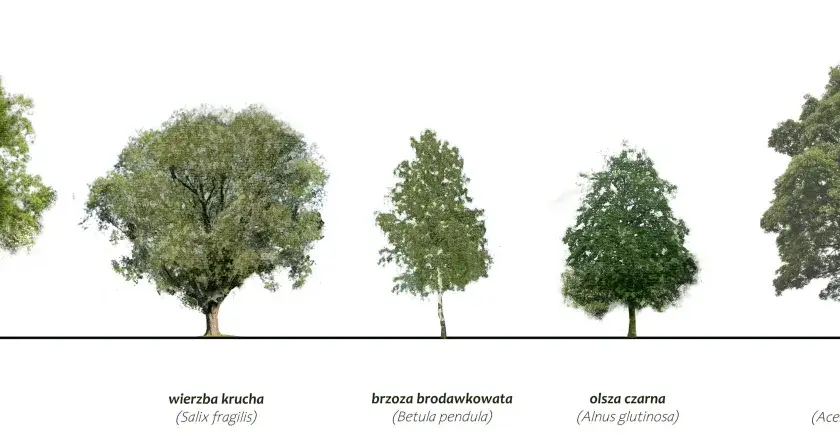 Różne rodzaje drzew: jesion, wierzba, brzoza, olsza i klon jawor.